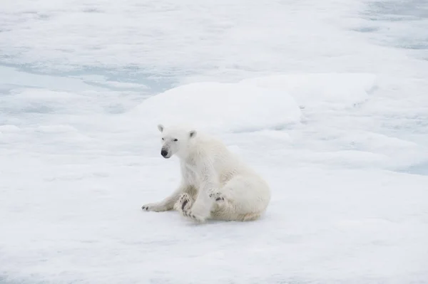 Ours polaire marchant sur la glace . — Photo