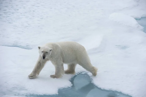 Urso polar grande na borda de gelo à deriva  . — Fotografia de Stock