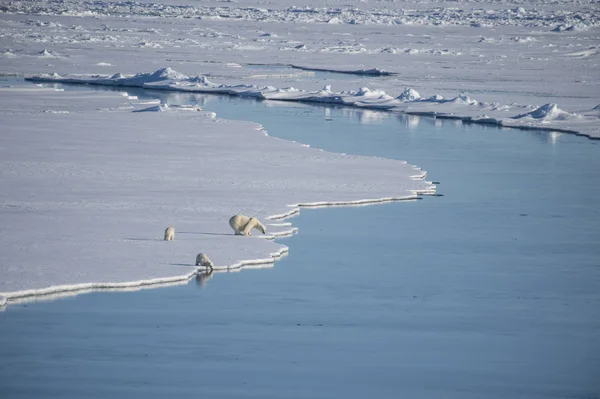 Ours polaires marchant sur la glace . — Photo