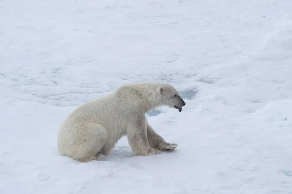 シロクマ、氷の上を歩く. — ストック写真
