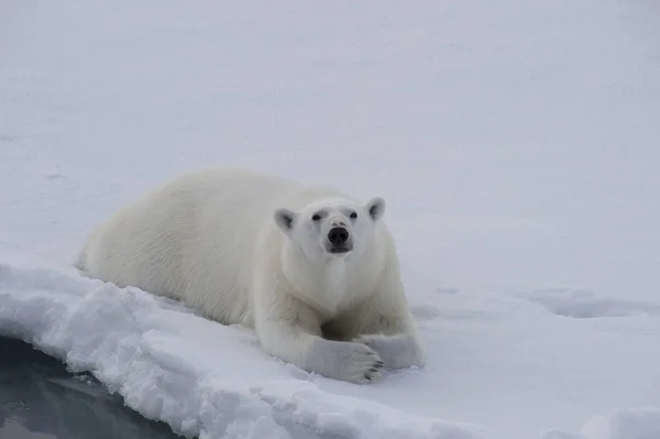 Urso polar jaz no gelo . — Fotografia de Stock