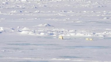 Kutup Ayıları kutuplarda yürüyor.