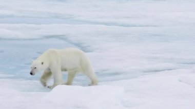 Kutup ayısı kutuplarda yürüyor.