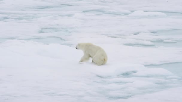 북극을 걷고 있는 북극곰. — 비디오