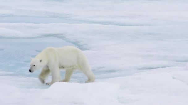 Oso polar caminando en un ártico. — Vídeos de Stock