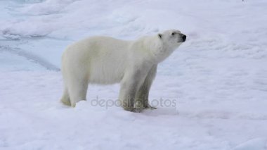 Kutup ayısı kutuplarda yürüyor.