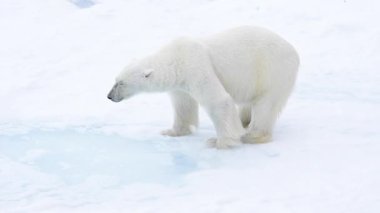 Kutup ayısı kutuplarda yürüyor.