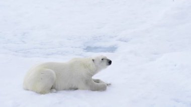 Kutup ayısı deniz buz üzerinde yalan