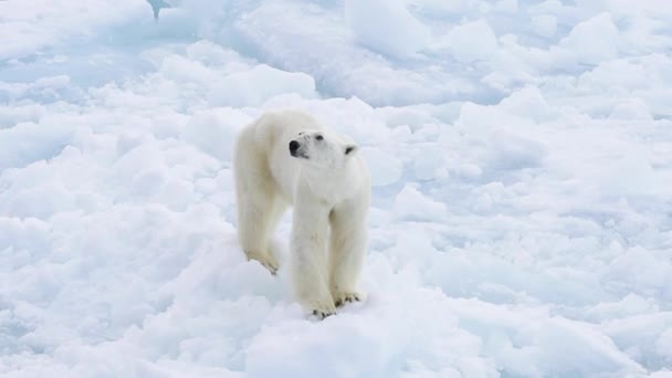 Kutup ayısı kutuplarda yürüyor. — Stok video