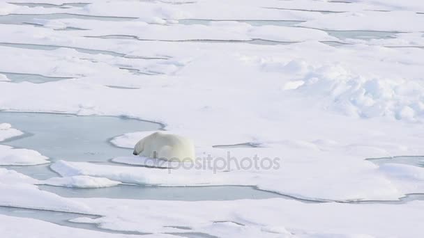Polar bear lying on sea ice — Stock Video
