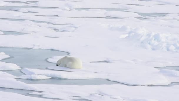 Polar bear fekvő, a tengeri jég