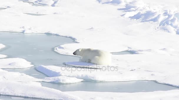 Oso polar acostado sobre hielo marino — Vídeos de Stock