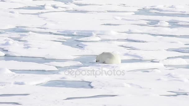 Urso polar deitado no gelo marinho — Vídeo de Stock