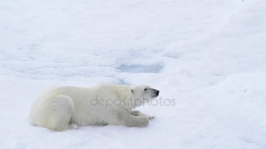 Kutup ayısı deniz buz üzerinde yalan