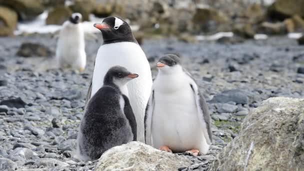 Gentoo Pingüinos con polluelo en el nido — Vídeo de stock