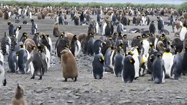 Pingouins royaux en Géorgie du Sud — Video