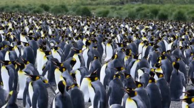 Güney Georgia, Kral penguenler