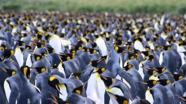 Güney Georgia, Kral penguenler