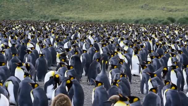 King Penguins at South Georgia — Stock Video