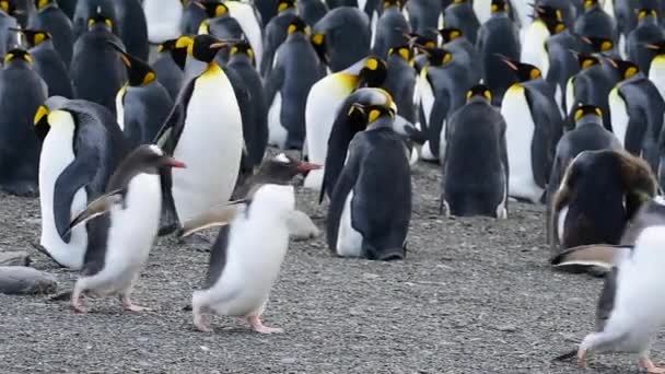 Pingüinos rey en Georgia del Sur — Vídeo de stock