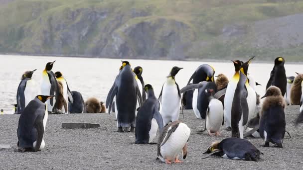 Pingüinos rey en Georgia del Sur — Vídeos de Stock