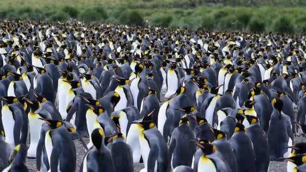 Tučňáků na Jižní Georgie — Stock video