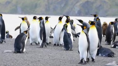 Güney Georgia, Kral penguenler