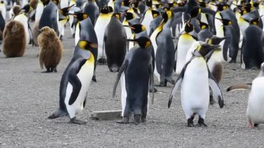 Güney Georgia, Kral penguenler