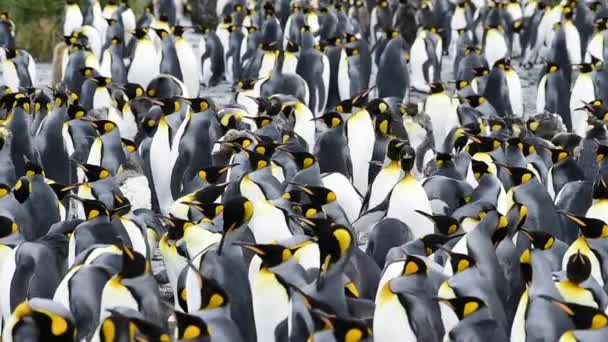 King Penguins at South Georgia — Stock Video