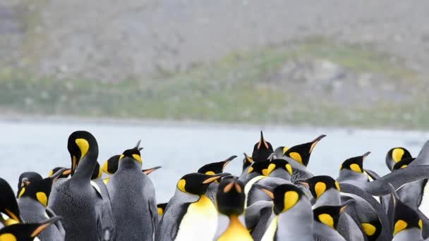 Pingouins royaux en Géorgie du Sud — Video