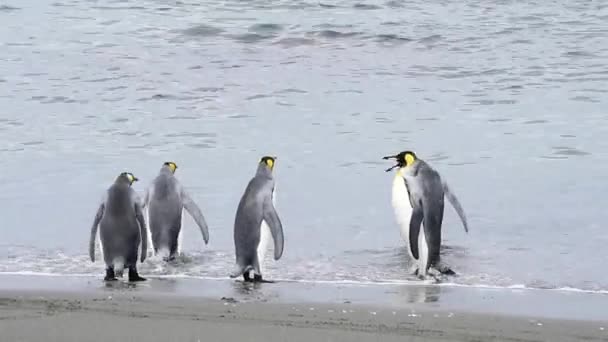 南ジョージアでキング ペンギン — ストック動画