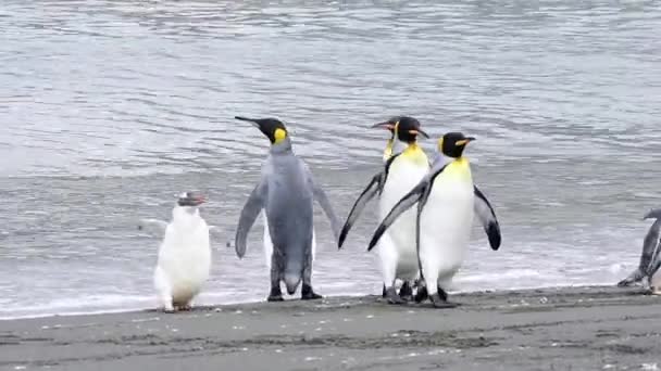 Pinguins-rei na Geórgia do Sul — Vídeo de Stock