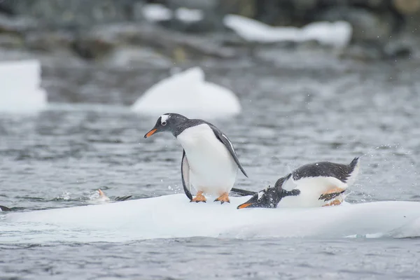 Gentoo Penguins på isen — Stockfoto