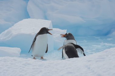 Gentoo Penguenleri buzda