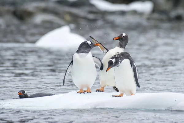 Gentoo Pinguins no gelo — Fotografia de Stock