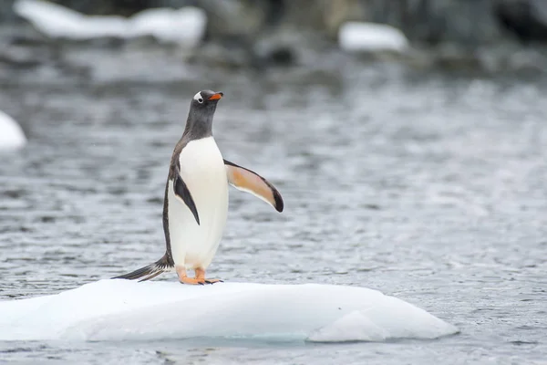 Gentoo Pingüinos en el hielo — Foto de Stock