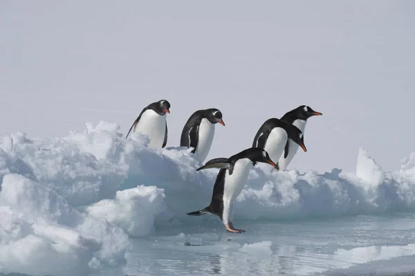 Πιγκουίνοι Gentoo στον πάγο — Φωτογραφία Αρχείου