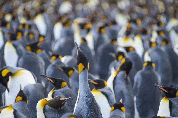 King Penguins colony Gold Harbour — Stock Photo, Image