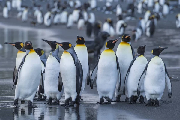 Kral penguenler koloni altın Harbour — Stok fotoğraf