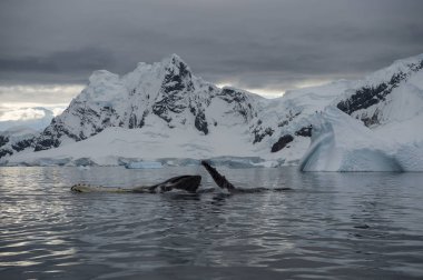 Humpback Whale feeding krill clipart