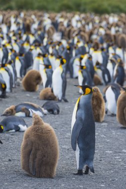 Kral penguenler koloni altın Harbour