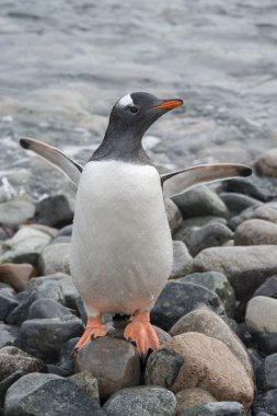 Sahildeki gentoo pengueni