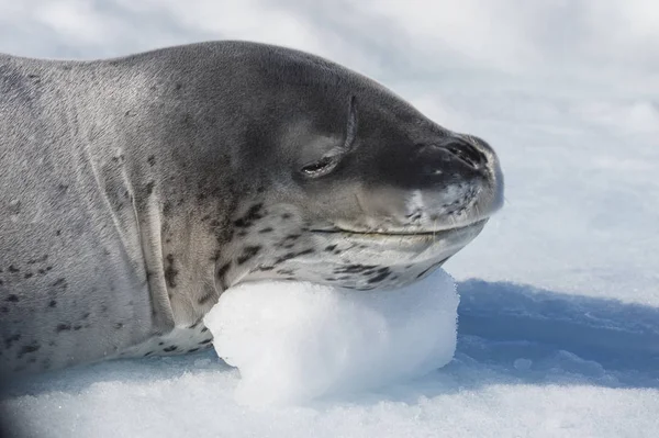 Testa di foca leopardata su ghiaccio — Foto Stock