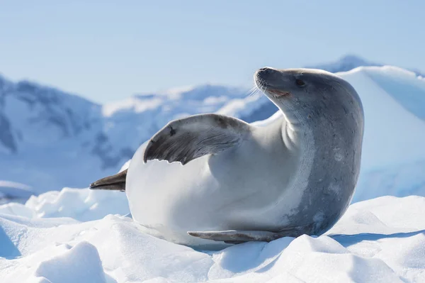 Krabożerców pieczęć na krze lodowej, Antarktyda — Zdjęcie stockowe