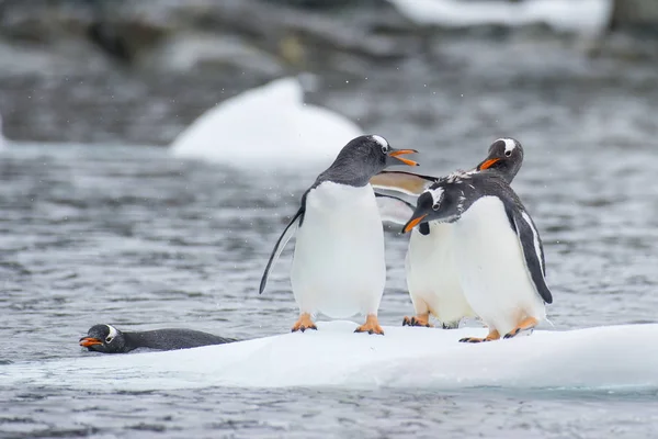 Pingouins Gentoo sur la glace — Photo