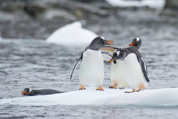 Gentoo Pinguins no gelo — Fotografia de Stock