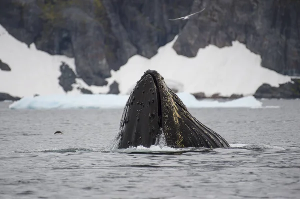 Buckelwal füttert Krill — Stockfoto