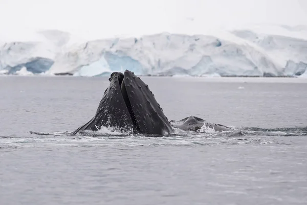 Ballena jorobada krill de alimentación — Foto de Stock