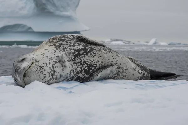 Leopard seal on an ice flow