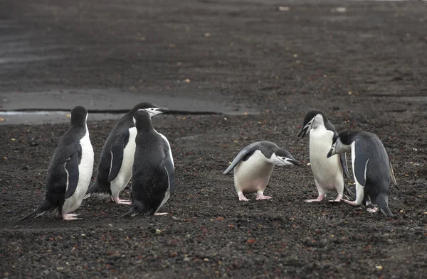 ビーチにヒゲペンギン — ストック写真